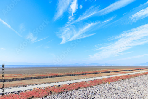 秋の東与賀海岸シチメンソウ群生地　佐賀県佐賀市　Autumn in Higashiyoga Coast, a colony of Japanese quince. Saga Pref, Saga City.