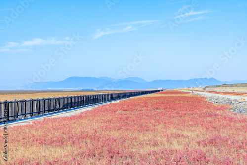 秋の東与賀海岸シチメンソウ群生地　佐賀県佐賀市　Autumn in Higashiyoga Coast, a colony of Japanese quince. Saga Pref, Saga City.