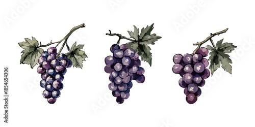 Watercolor Grapes Set Vector illustration. Grapes in Hand-drawn Watercolor Style for Print or Card, Food and Drinks, Menu Design