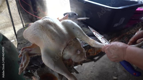 housewife preparing a turkey for cooking. detail. 4k video.