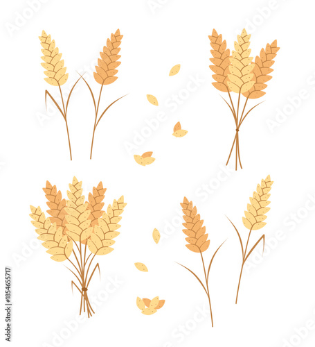 Set of cereal spikelets, wheat ears, cereal seeds. Concept bread or farming, organic food. Vector illustration.
