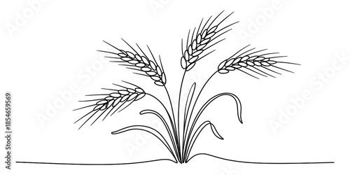 A black and white minimalistic line art illustration of a bundle of wheat stalks Vector, illustration