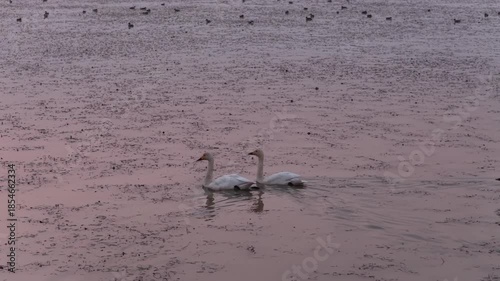 Migratory birds in Poyang Lake, China