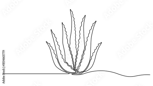 Aloe vera plant sketch, simple vector illustration, background, label design. One single line drawing of healthy organic, One continuous line drawing art illustration with lettering organic aloe vera