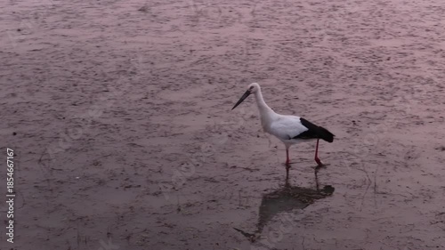 Migratory birds in Poyang Lake, China