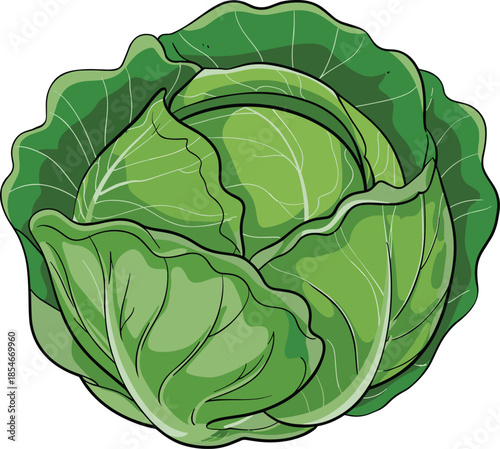 Fresh Green Cabbage with Wavy Leaves on White Background Keywords: cabbage, green, vegetable, fresh, healthy, organic, food, raw