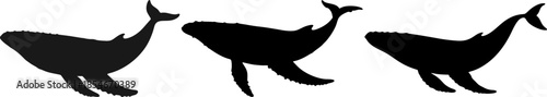 vector silhouette of whale. Silhouette collection