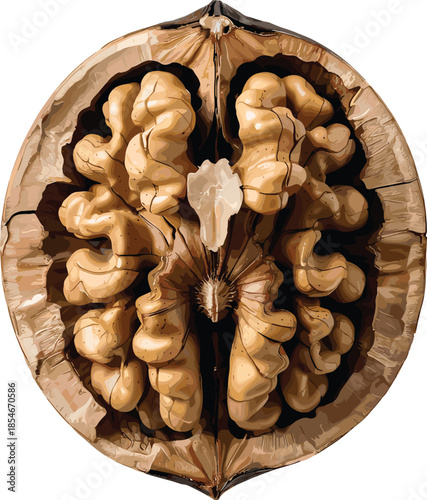 Overhead View of a Cracked Walnut Revealing a Complex Kernel Structure food