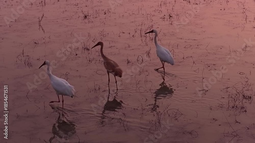 Migratory birds in Poyang Lake, China