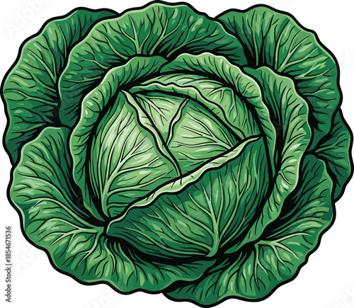 Vibrant Green Cabbage with Detailed Leaf Texture and Outline vegetable fresh