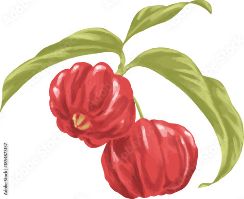Surinam Berry Botanical Painting Tropical Fruit Illustration