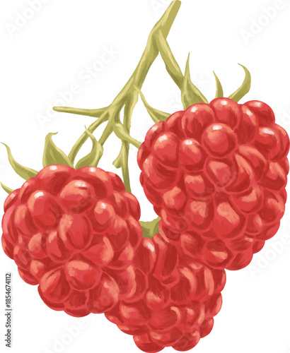 Raspberry Botanical Painting Classic Red Berry Illustration