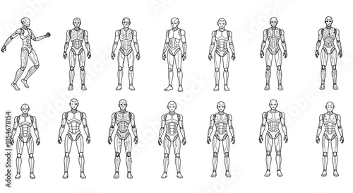 Human skeletal system in various positions