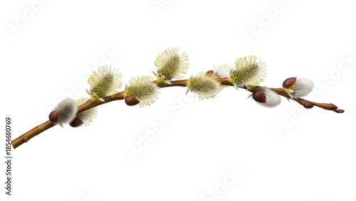 Isolated pussy willow branch, blooming spring buds, detail macro studio shot, no background