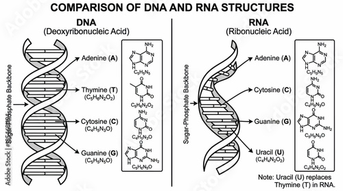 DNA vs RNA Structure Comparison Chart with Base Pairing and Chemical Diagrams for Molecular Biology, Genetics Education, and Classroom STEM Posters