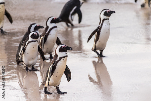 Canvas Print African Penguin -Spheniscus demersus, also known as the Cape Penguin, at the Boulders Beach Penguin colony near Simon's Town in South Africa