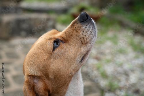 Beagle dog looking up in a blurry background