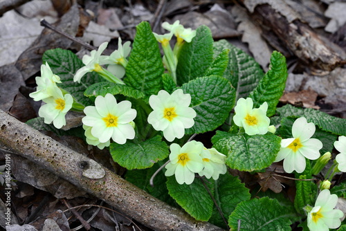 Photos primrose (Primula vulgaris) blooms in early spring