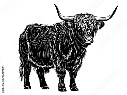 Highland cow standing proudly in a field vector illustration