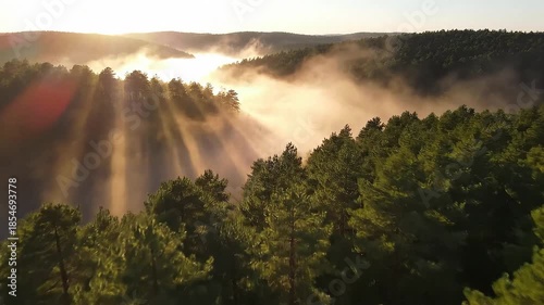 Cinematic Aerial Shot Flying Over Dense Pine Forest Covered in Morning Fog and Mist 4k ,video
