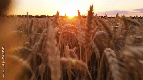 Golden Wheat Field Stalks Swaying Gently in Wind During Sunset Slow Motion 4k video