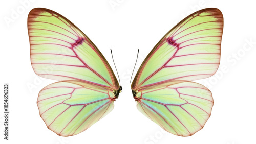 Фотография Isolated Yellow Butterfly Wings Showing Symmetry and Details on Light Green, Pin