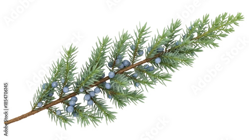 Canvas Print Isolated juniper branch with berries, sprig of coniferous shrub, winter, Christm