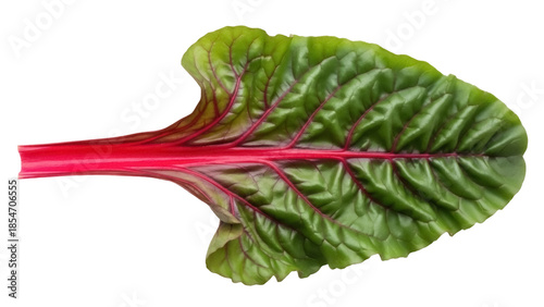 Konstfotografi Isolated Swiss chard leaf showing veins on a vibrant green blade with a red stem