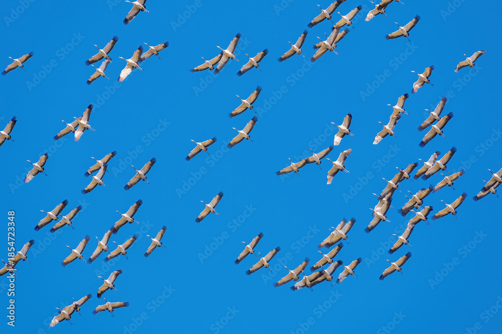 Obraz premium Flock of cranes flying in the sky