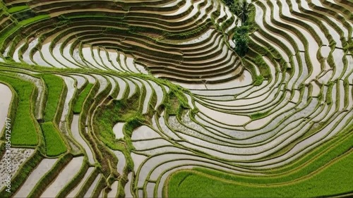 Aerial view of lush green terraced rice fields reflecting the sky