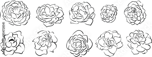 Hand Drawn Rose Flower Line Art Vector Illustration eps10