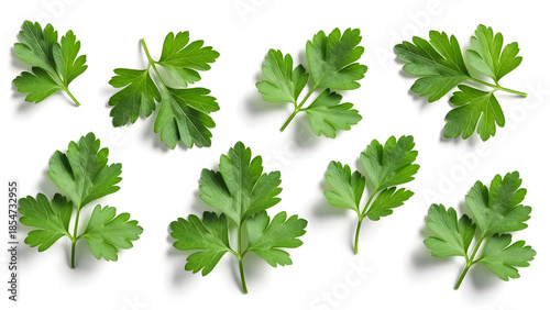 Fresh Parsley Leaves Isolated on White Background