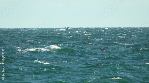 Ocean seagulls flying, wild birds soaring over rough sea waves, natural outdoor scene