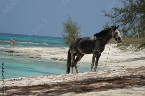 Black Horse on the Beach, Turks and Caicos Islands, Caribbean