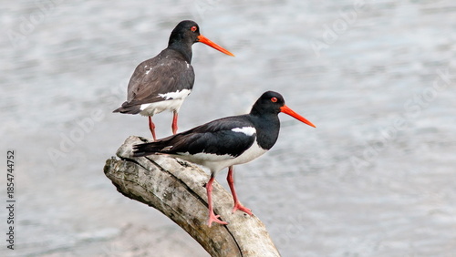 black winged stilt