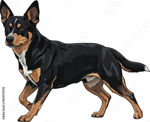 Lancashire Heeler dog standing alert with paw raised curious