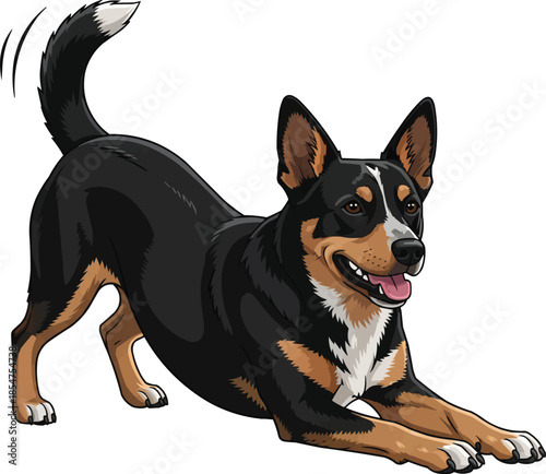 Lancashire Heeler dog happy cheerful play bow pose