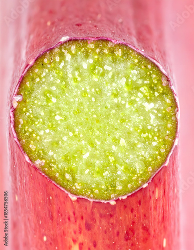 Sliced Rhubarb Stalk Macro Photography Showing Cellular Structure Detail
