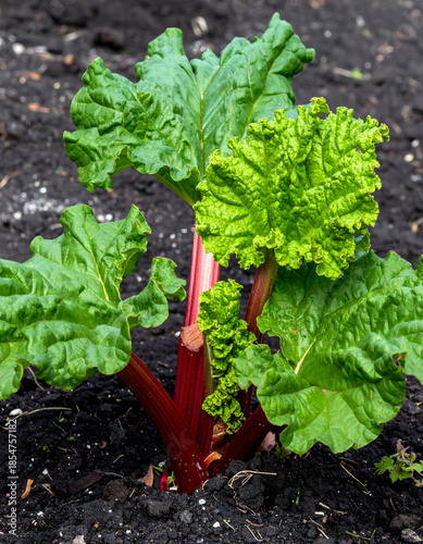 Organic Rhubarb Stems in Vegetable Garden with Large Leaves and Soil
