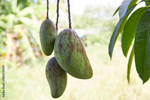 Close-up of mangoes growing on tree