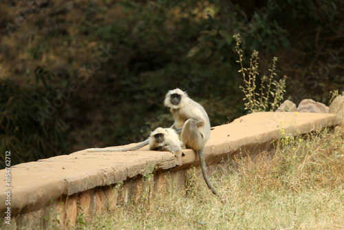 Photography langue monkey sariska tiger reserve forest sitting in road side in jungle