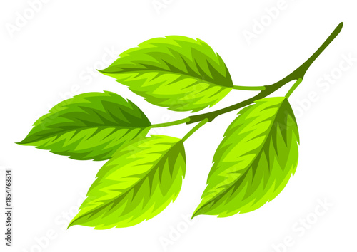 Illustration of branch with leaves. Spring or summer stylized foliage.
