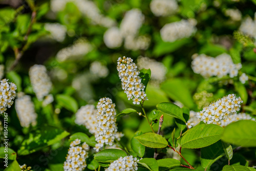White flower clusters on green shrub