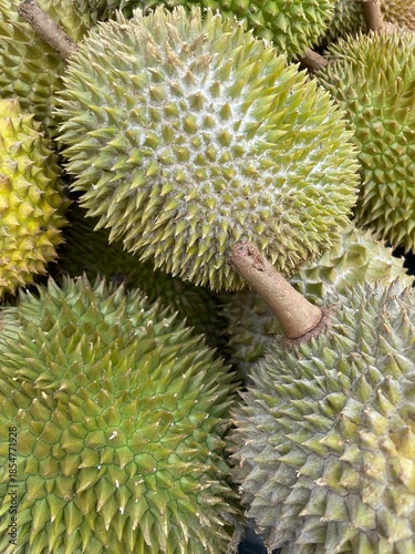 Durian fruit in Malaysia