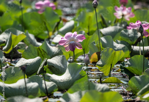 background, beautiful, beauty, bee, bees, bloom, blooming, blossom, citrus, colorful, cosmetic, flora, flower, fruit, garden, green, honey, insect, landscape, leaf, leaves, lotus, macro, natural, natu