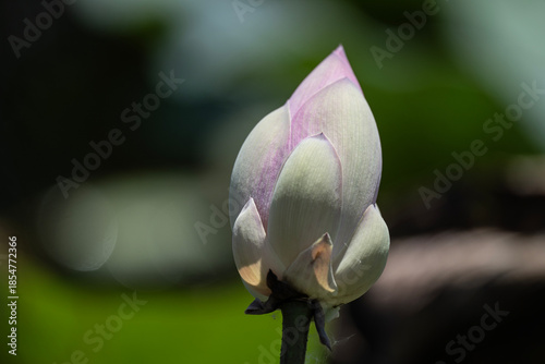background, beautiful, beauty, bee, bees, bloom, blooming, blossom, citrus, colorful, cosmetic, flora, flower, fruit, garden, green, honey, insect, landscape, leaf, leaves, lotus, macro, natural, natu