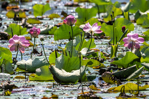 background, beautiful, beauty, bee, bees, bloom, blooming, blossom, citrus, colorful, cosmetic, flora, flower, fruit, garden, green, honey, insect, landscape, leaf, leaves, lotus, macro, natural, natu
