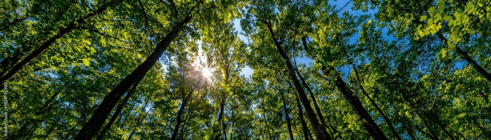 Obraz premium A vibrant forest scene showcasing tall trees under a bright blue sky, with sunlight filtering through the leaves.