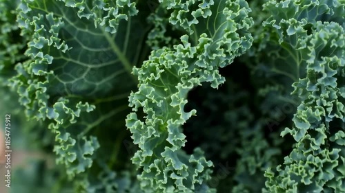 Close-Up of Fresh Curly Kale for Healthy Eating and Plant-Based Lifestyle Concepts