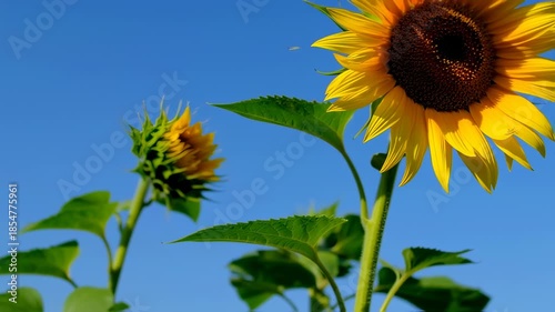 Bright Sunflower Blossom Against a Vivid Blue Sky Backdrop in a Sunny Day